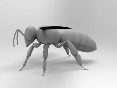 Honey Bee 3D model order