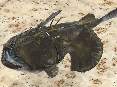 Angler Rigged for Maya 3D model
