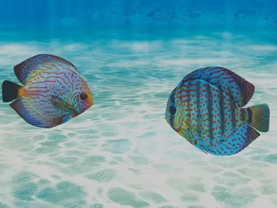 Discus Fish 3D model purchase