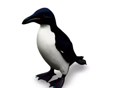 Realistic Razorbill 3D Model Low-poly 3D model