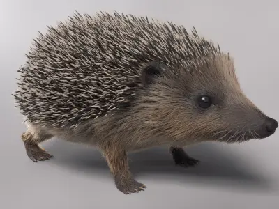 Hedgehog European Fur 3D model