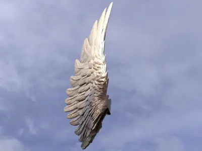 Single Angel  Wing Side 3D model