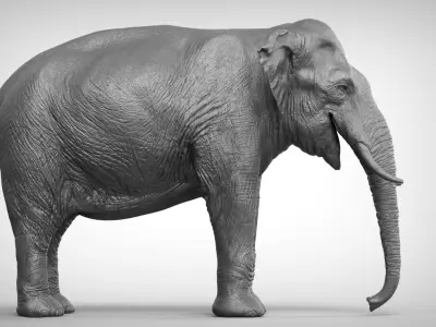 Asian Elephant 3D model purchase