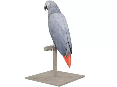 African Grey Parrot 3D model purchase