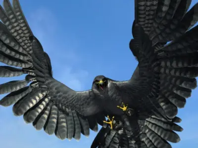 Peregrine Falcon 3D model purchase