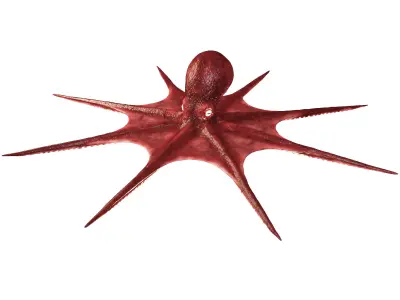 Octopus 3D model 3