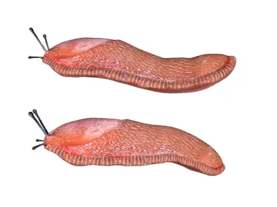 Slug Snail Low-poly 3D model