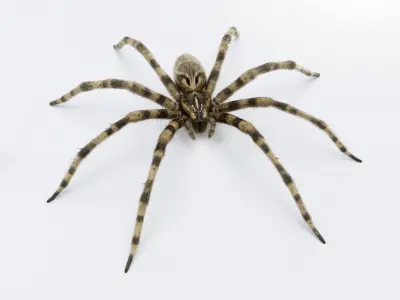 Fishing Spider Low-poly 3D model buy