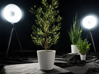  Young Olive Tree Potted Plant Model  purchase