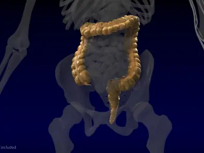  Human Organs Collection 2 
