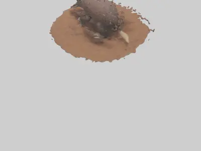 Echidna digging for ants model 3D model