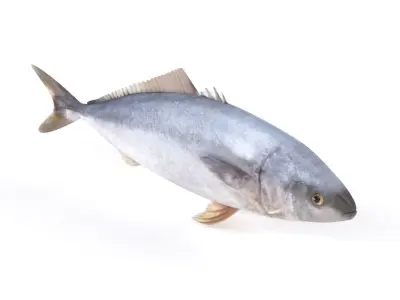 Tuna Fish 3D model purchase