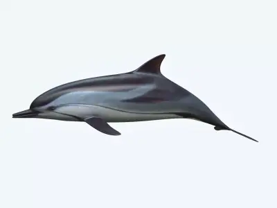 Dolphin 3D model 4