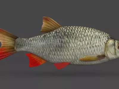 Rudd Fish 3D model purchase