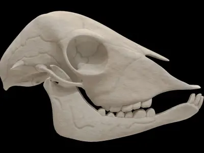 Lamb Skull Low-poly 3D model