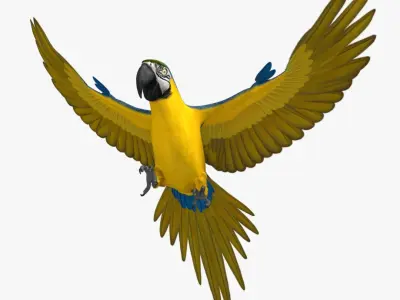  Ara Ararauna 'Blue-and-yellow Macaw Parrot' 