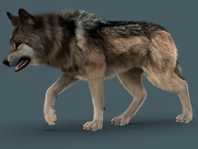 Wolf FUR 3D model