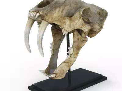 Saber tooth tiger skull Low-poly 3D model