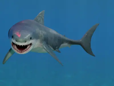 White Shark Low-poly 3D model