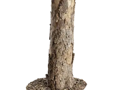  Medium Broken Conifer Stump Model 