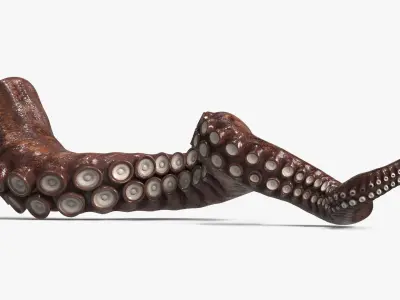  Natural Octopus Tentacle Marine Brown 