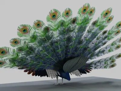 Peacock 3D model buy
