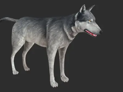 Wolf 3d model Low-poly 3D model