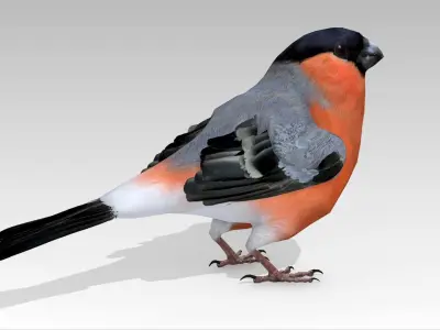 Bullfinch bird Low-poly 3D model