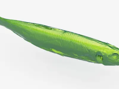 Atlantic herring 3d scan 3D model