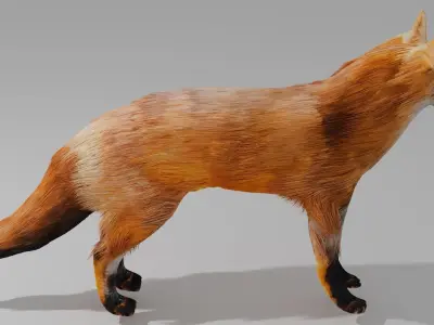 Fox OBJ and BLEND 3D model
