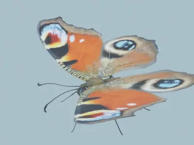 Peacock Butterfly 3D model