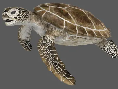  Green Sea Turtle RIgged 