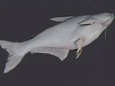 Basa Fish Set with Natural Texture Low-poly 3D model