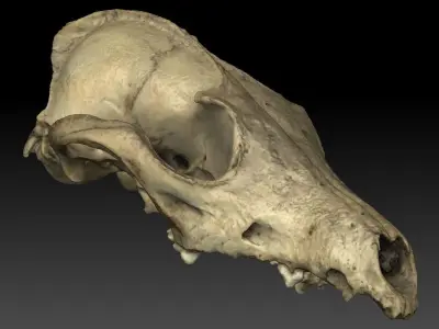 Fox Skull 3D model purchase