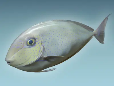 Pale Fish 2 3D model