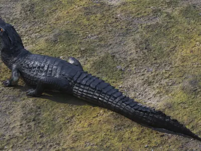 Black Caiman Looking Up 3D model