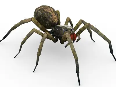 Wolf Spider Animated Low-poly 3D model