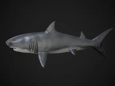 Shark Low-poly 3D model 45