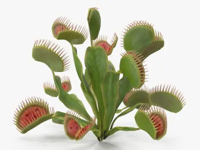  Venus Flytrap Dionaea Muscipula Plant 