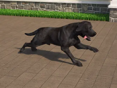 Black Labrador Dog Running Animated Rigged for Cinema 4D 3D model