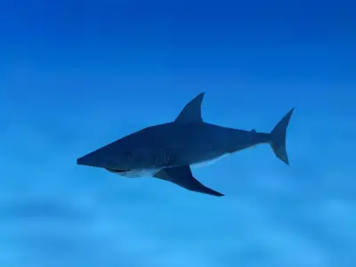 Shark Low Poly swimming in ocean Low-poly 3D model