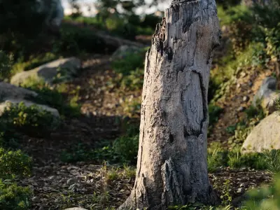  Tall Broken Decaying Stump Model 