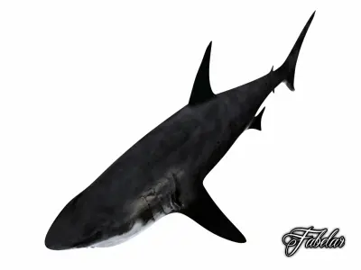 Great white shark 3D model 6