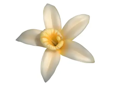  Vanilla Flower 