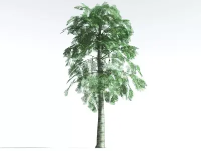 EVERYPlant Alethopteris Seed Fern LowPoly 1 --12 Models-- Low-poly 3D model