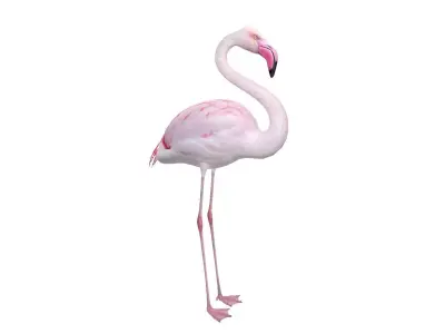 Flamingo 3D model shop