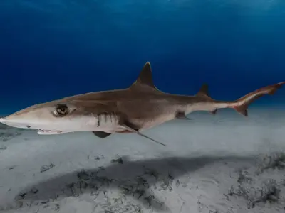 Spotless Smooth-hound - Houndshark -Dogfish Animated 3D model