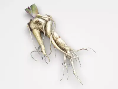 Mandrake 3D model