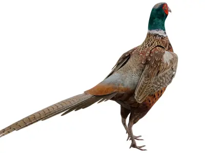 Pheasant 3D model purchase