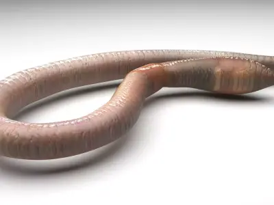 Earthworm 3D model get